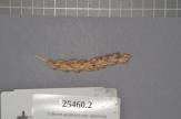 Click for 1 image(s) for this accession. Spike